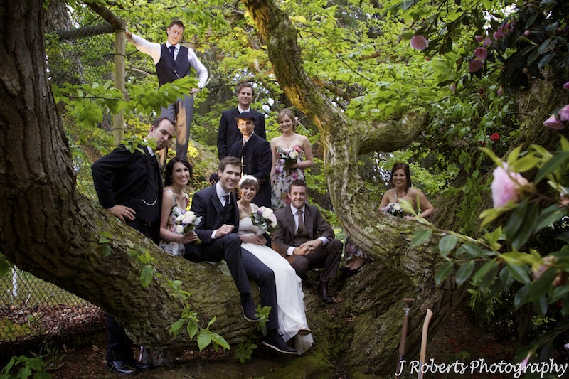 Bridal party in a tree - wedding photography